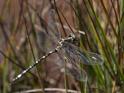 Synthemis eustalacta (Swamp Tigertail)-6.jpg
